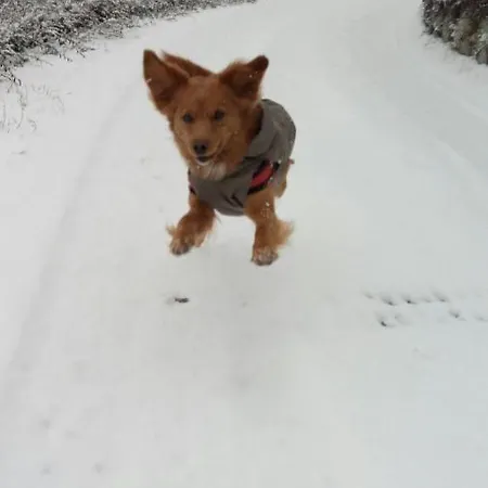 Apartman Grigioperla Tavernerio